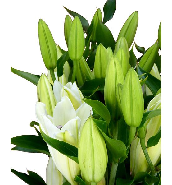 Lilium oriental hol santander 80