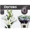 Lilium la hol doroso 80 - LAHDOR