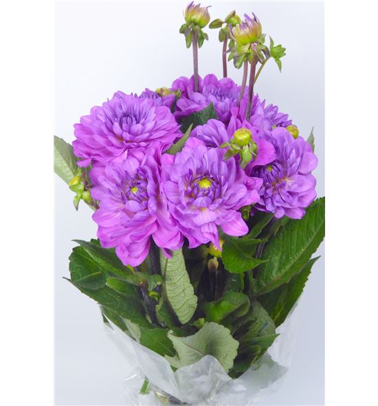 Dahlia karma lagoon 45 - DAHKARLAG