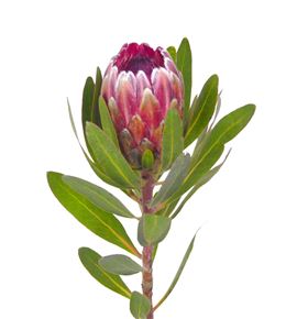 Protea pink ice 60 - PROICEPIN