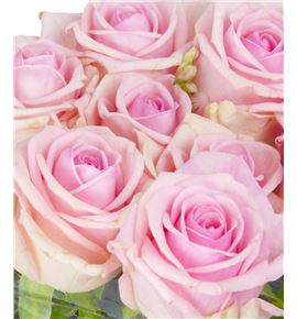 Rosa hol heaven 50 - RGRHEA