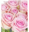 Rosa hol heaven 50 - RGRHEA1
