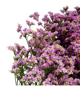 Limonium anouchka diamond 60 - LIMANODIA