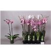 Pl. phalaenopsis rosa 2t 65cm x10 - PHAROS1012652
