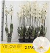 Pl. phalaenopsis white 2t 75cm x10 - PHAWHI1012752