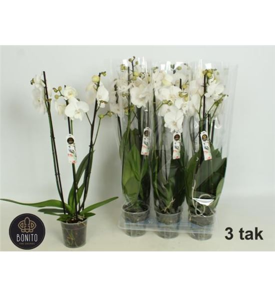 Pl. phalaenopsis white 3t 65cm x6 - PHAWHI612653