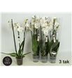 Pl. phalaenopsis white 3t 65cm x6 - PHAWHI612653