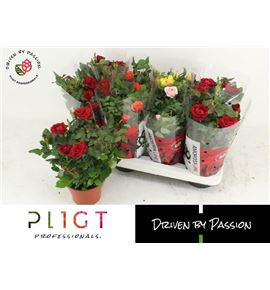 Pl. rosa mixto 35cm x8 - ROSMIX81435