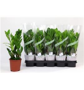 Pl. zamioculcas zamiiflolia 40cm x10 - ZAMZAM101240