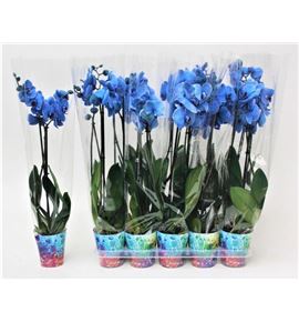 Pl. phalaenopsis azul 2t 75cm x10 - PHAAZU1012702
