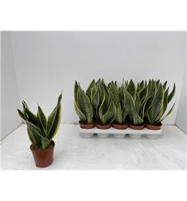 Pl. sanseveria futura 40cm x10 - SANFUT101240
