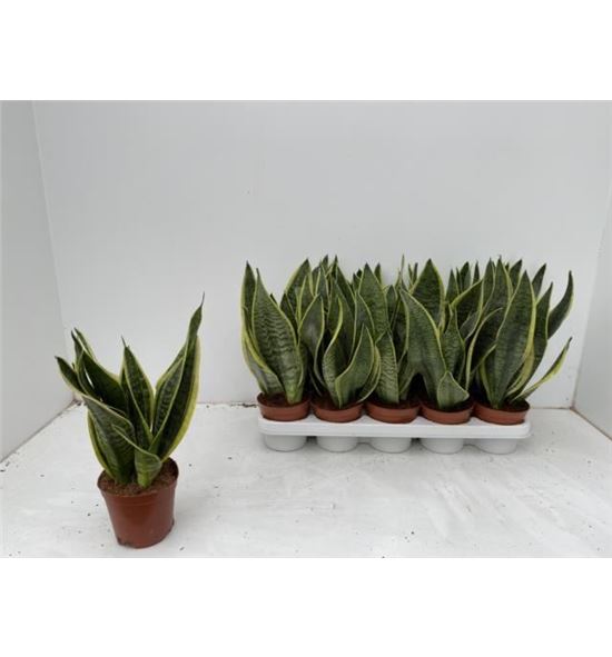 Pl. sanseveria futura 40cm x10 - SANFUT101240