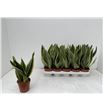 Pl. sanseveria futura 40cm x10 - SANFUT101240