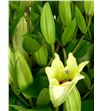 Lilium oriental hol bellville 100 - LOHBEL1