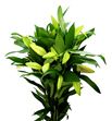 Lilium oriental hol gandhara 95 - LOHGAN