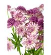 Astrantia pink pride 55 - ASTROM1