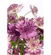 Astrantia pink pride 55 - ASTROM2