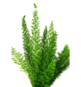 Esparraguera meyeri 60 - ESPMEY