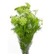 Ammi visnaga 65 - AMIMAJ