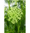 Ammi visnaga 65 - AMIMAJ1