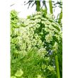 Ammi visnaga 65 - AMIMAJ2