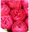 Rosa hol. frozen summerhouse 40 - RGRFROSUM1