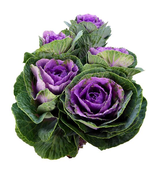 Brassica empire boika 70cm x5 - BRAEMPBOI