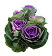 Brassica empire boika 70cm x5 - BRAEMPBOI