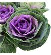 Brassica empire boika 70cm x5 - BRAEMPBOI1