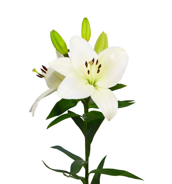 Lilium la hol litouwen 75 - LALIT