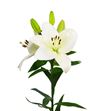 Lilium la hol litouwen 90 - LALIT