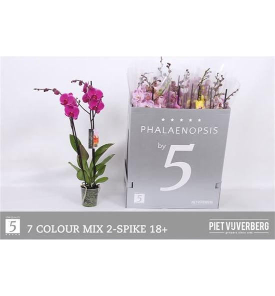 Pl. phalaenopsis mixta 7kl 2t 70cm x12 - PHAMIX71212702