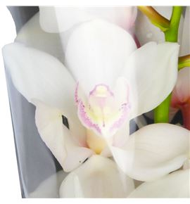 Cymbidium antonella x6 - CYMBANT