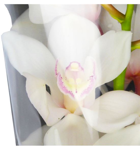 Cymbidium antonella x6 - CYMBANT