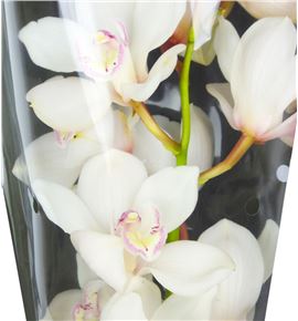 Cymbidium antonella x6 - CYMBANT