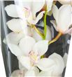 Cymbidium antonella x6 - CYMBANT1
