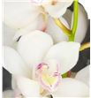 Cymbidium antonella x6 - CYMBANT2