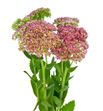 Sedum spectabile 55 - SEDSPE