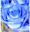 Rosa hol. azul 70 - RGRAZU2
