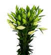 Lilium oriental hol gracia 90 - LOHGRA