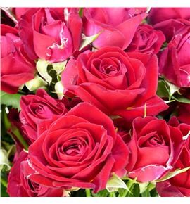 Rs ramificada dominica 50 - RTRDOM