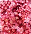 Marcela seca rosa claro - MARSECROSCLA1