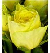 Rosa hol. good times 80 - RGRGOOTIM1