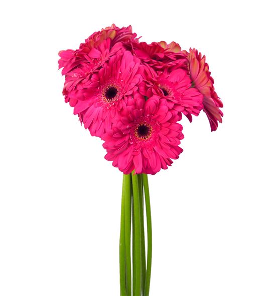 Gerbera morada 50 x15