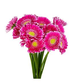 Gerb mini wonderwall 50 - GERMWON