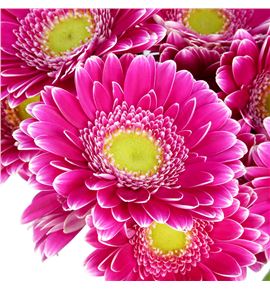 Gerb mini wonderwall 50 - GERMWON