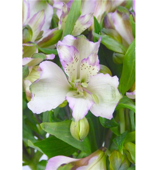 Alstroemeria hol blanca/morada