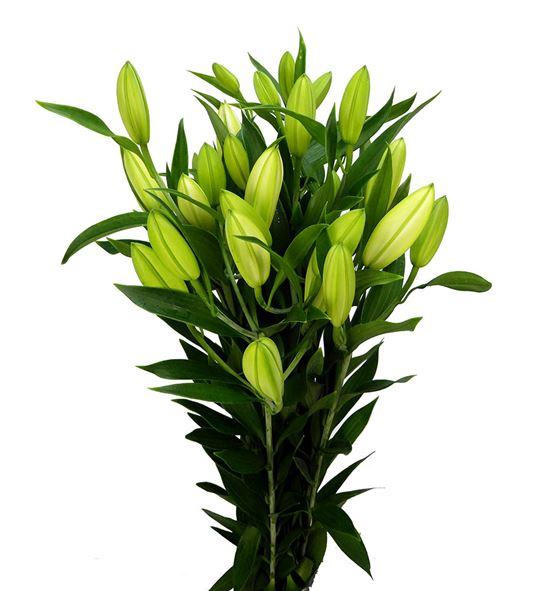 Lilium oriental hol santander 100 - LOHSAN