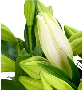 Lilium logi hol cali 100 - LONHCAL