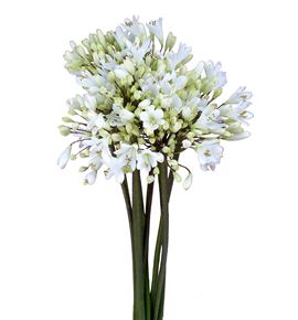 Agapanthus white heaven 70 - AGASPA